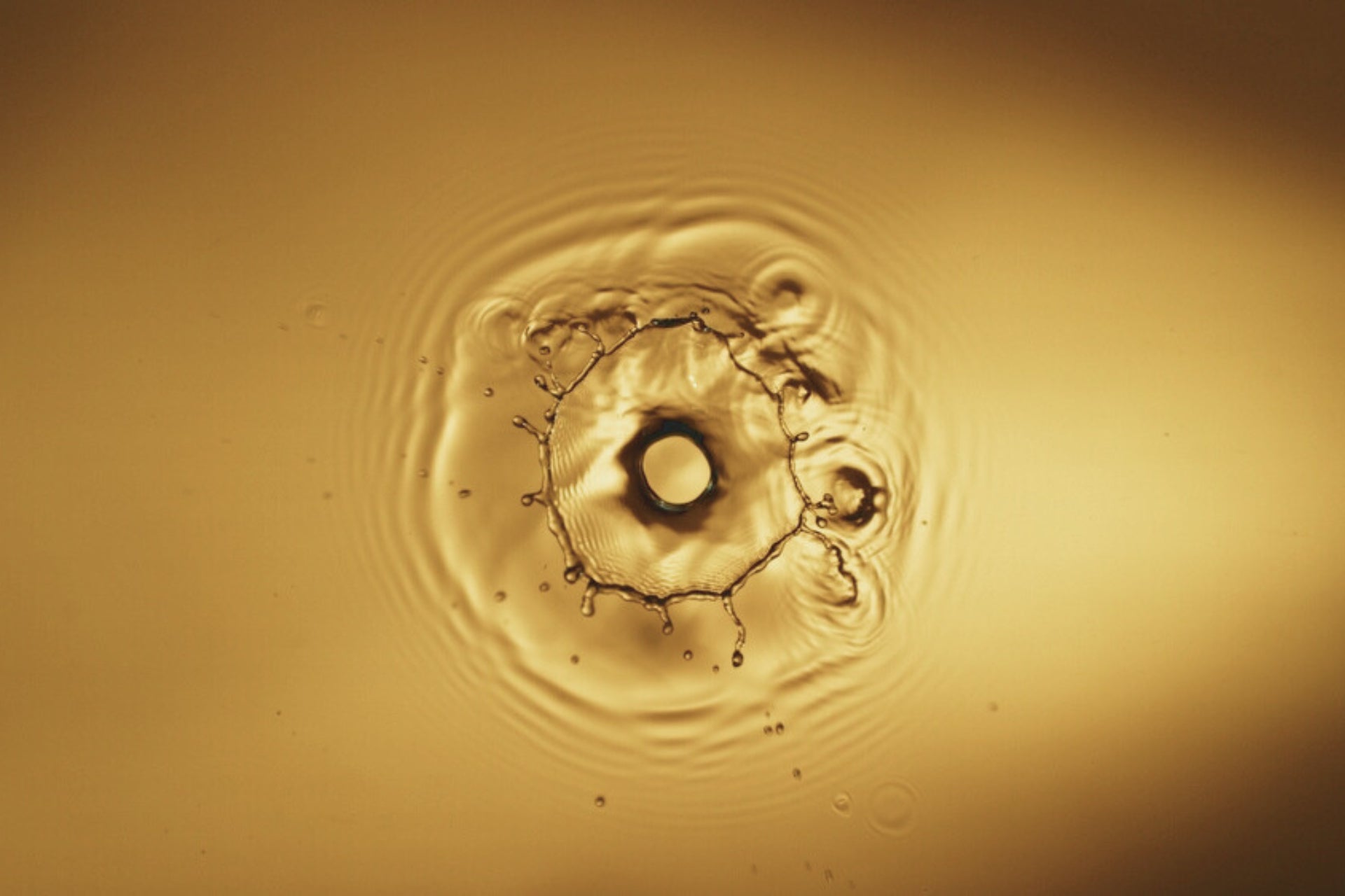 Mushroom Extracts - Lion's Mane, Reishi, Chaga, Shiitake