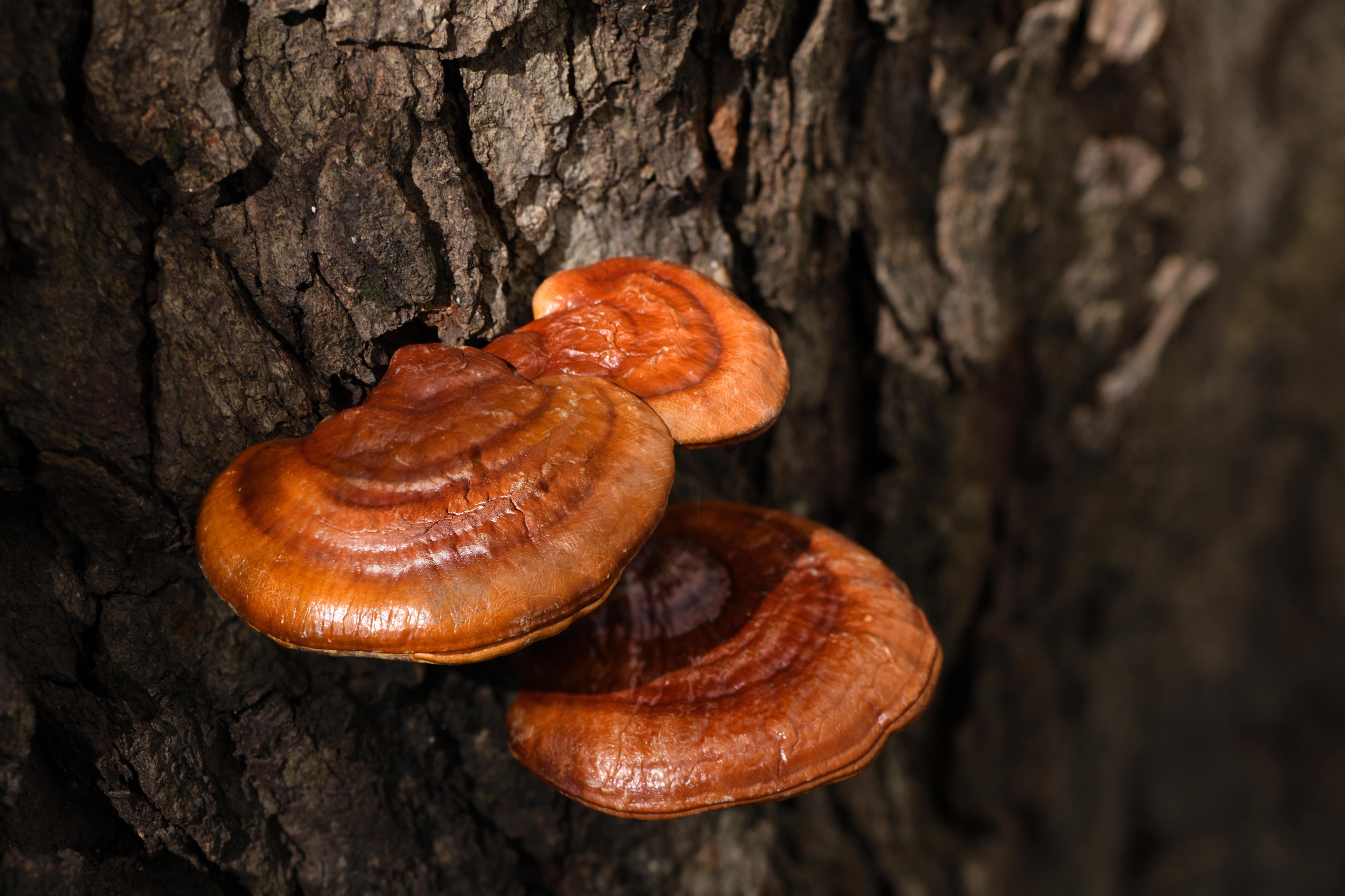 Why Reishi Is Known as the Mushroom of Calm and Reset